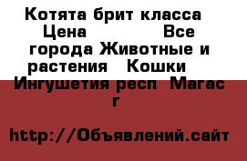 Котята брит класса › Цена ­ 20 000 - Все города Животные и растения » Кошки   . Ингушетия респ.,Магас г.